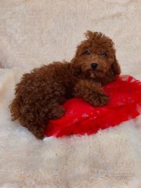 Barboncino con pedigree enci