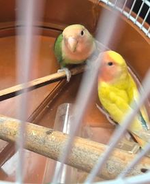 Pappagalli inseparabili