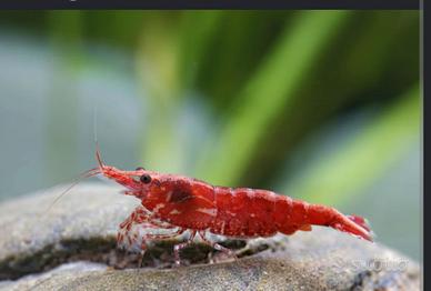 Animali