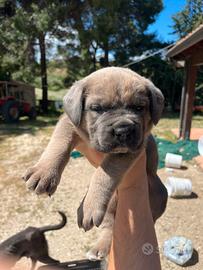 Cuccioli cane corso
