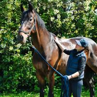 KWPN per lavoro in piano- dressage