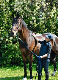 KWPN per lavoro in piano- dressage