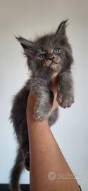 Maine Coon pedigree Anfi