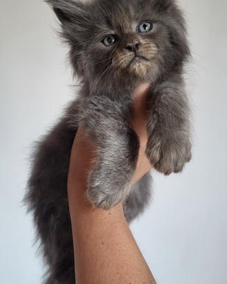 Maine Coon pedigree Anfi