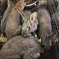 Vendita conigli selvatici o lapin