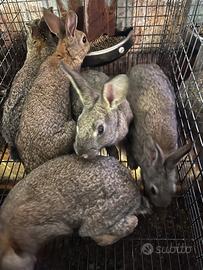 Vendita conigli selvatici o lapin