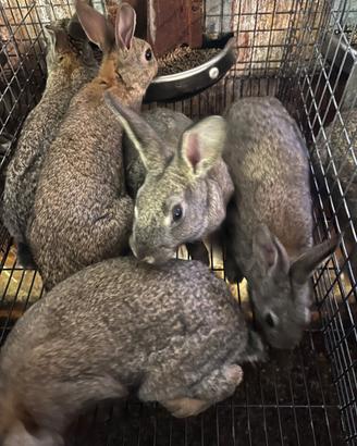 Vendita conigli selvatici o lapin