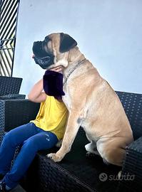 Cane corso con Pedigree