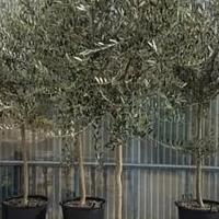Pianta di OLIVO qualità LECCINO