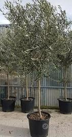 Pianta di OLIVO qualità LECCINO