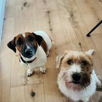 Cuccioli di Jack Russel