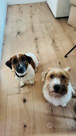 Cuccioli di Jack Russel