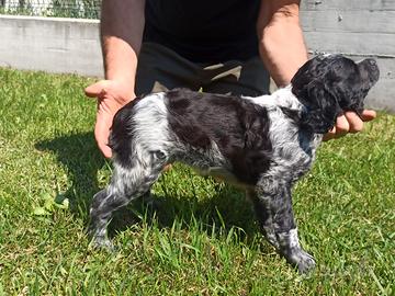 Epagneul breton cucciolo