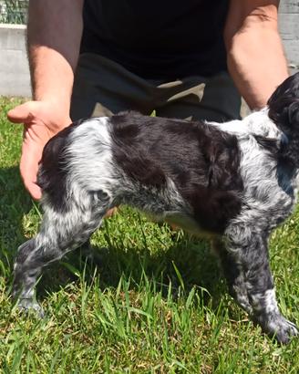 Epagneul breton cucciolo