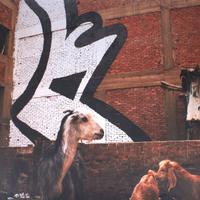 Rarissimo poster street art, eL Seed. 100x68cm