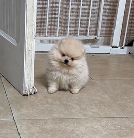 Spitz di pomerania mini toy
