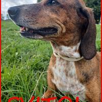 SVITOL segugetta 5 anni ha ancora bisogn