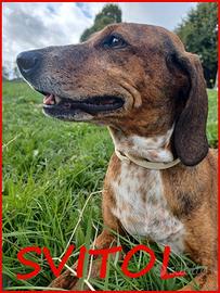 SVITOL segugetta 5 anni ha ancora bisogn