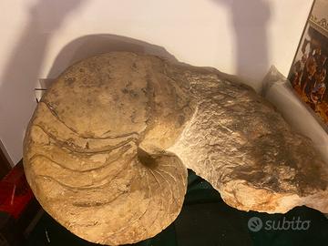 Fossile ammonite gigante
