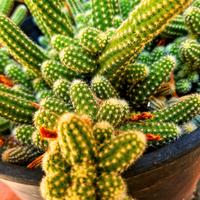 ✨️🌵PROMOZIONE SPECIALE🌵✨️