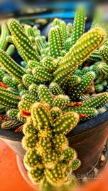 ✨️🌵PROMOZIONE SPECIALE🌵✨️