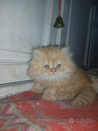 Persiano femmina