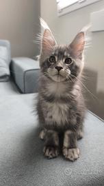 Cucciola femmina di maine coon da allevamento