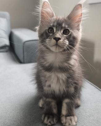 Cucciola femmina di maine coon da allevamento