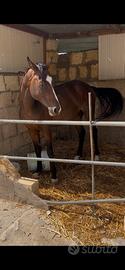 Cavallo domato