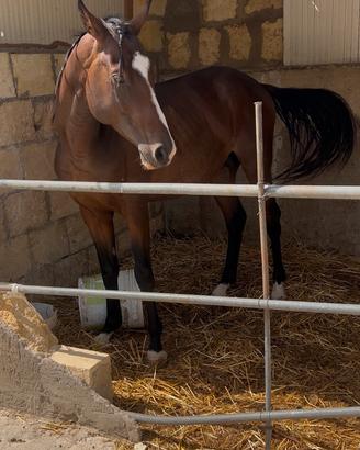 Cavallo domato