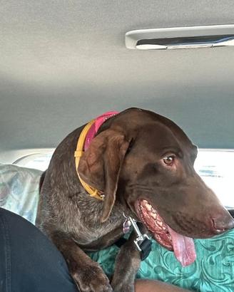 Dolcissima femmina di bracco aspetta una famiglia