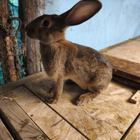 Tre femmine ed un maschio leprino di viterbo