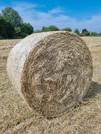 Fieno di loietto