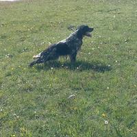 Setter inglese