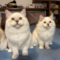 Cuccioli Ragdoll maschi e femmine