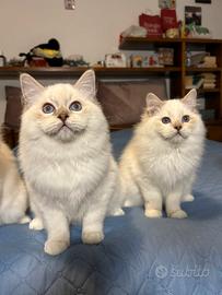 Cuccioli Ragdoll maschi e femmine