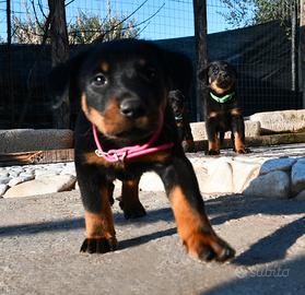 Cuccioli PASTORE di BEAUCE (Beauceron)