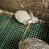 Grigio di Carmagnola