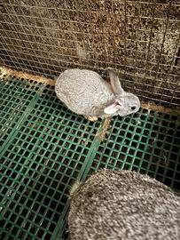 Grigio di Carmagnola