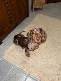 Cane per accoppiamento