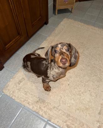 Cane per accoppiamento