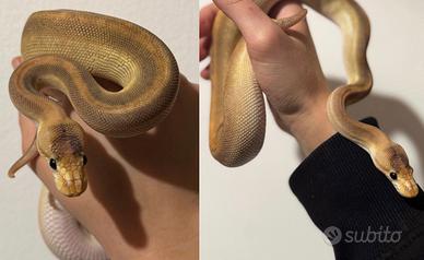 Serpente Pitone reale- Champagne cinnamon het pied