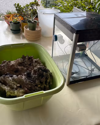 Rocce vive per acquario marino