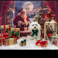 Maltese maschio disponibile per monta