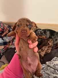 Ultimo cucciolo bassotto