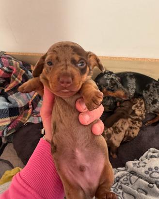 Ultimo cucciolo bassotto