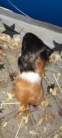 porcellino d'india/ cavia
