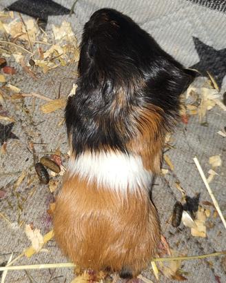 porcellino d'india/ cavia