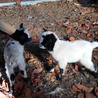 Caprette nane maschio