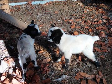 Caprette nane maschio